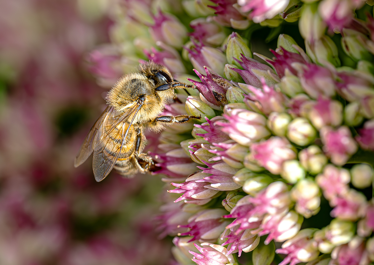 Macro Workshop